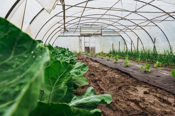 Greenhouse Demolition in Fort Collins